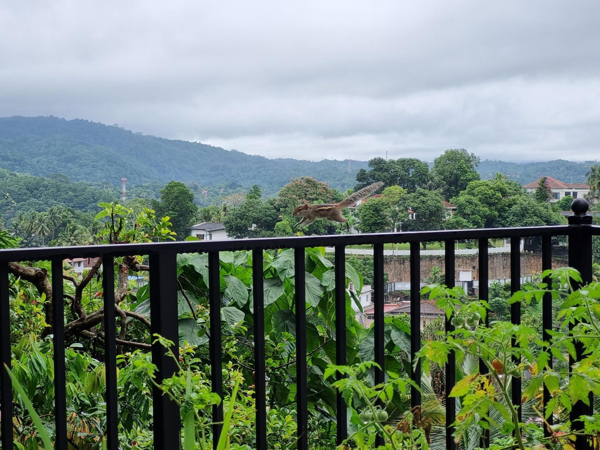 Squirrel'S Nest Hotel Kandy Exterior photo