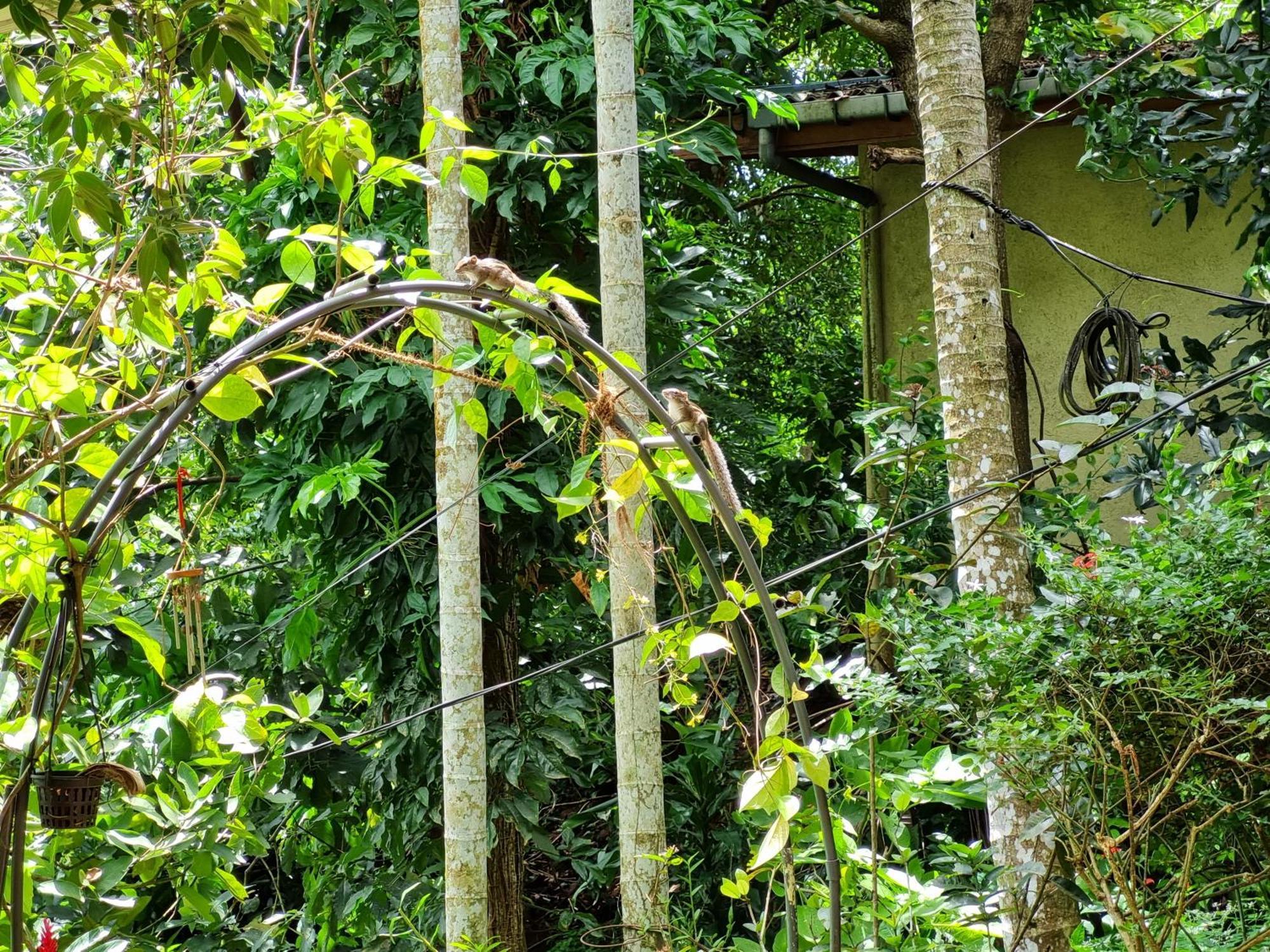 Squirrel'S Nest Hotel Kandy Exterior photo